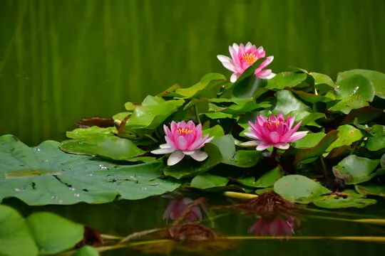 游侠彩票开奖背景